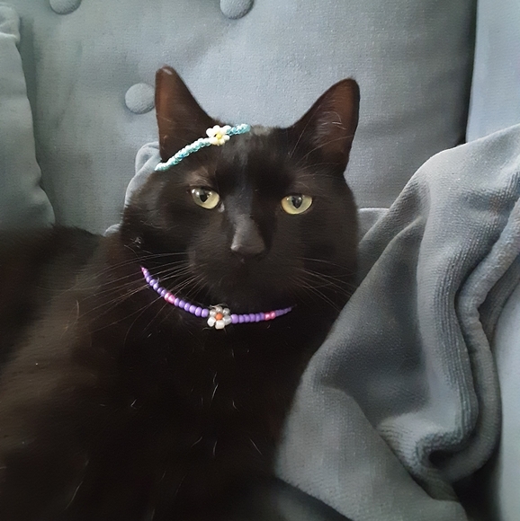 Meet your Posher, Lina - Picture 1 of 1